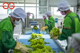 How to Process, Package, and Export Lettuce How to Process, Package, and Export Lettuce