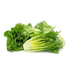 How to Process, Package, and Export Lettuce How to Process, Package, and Export Lettuce