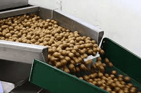 How to Process, Package, and Export Macadamia Nuts