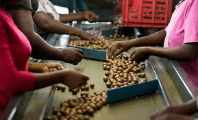 How to Process, Package, and Export Macadamia Nuts