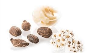 How to Process, Package, and Export Shea Nuts How to Process, Package, and Export Shea Nuts