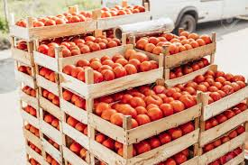 How to Process, Package, and Export Tomatoes How to Process, Package, and Export Tomatoes
