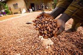 How to Process, Package, and Export Cocoa Beans How to Process, Package, and Export Cocoa Beans