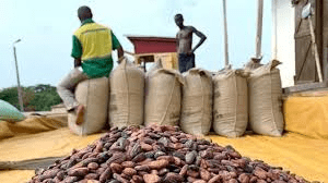 How to Process, Package, and Export Cocoa Beans How to Process, Package, and Export Cocoa Beans