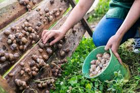 4 Common Mistakes Snail Farmers Make in Snail Farming