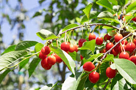 4 Ways of Caring for a Fruit Tree for High Production