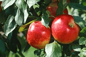 4 Ways of Caring for a Fruit Tree for High Production