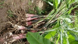 The Best Time and Method of Planting Plantain Suckers
