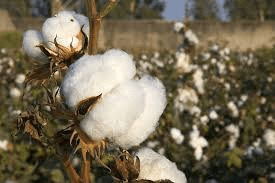 How to Process, Package, and Export Cotton