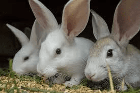 Recommended Routine Activities on a Rabbitry Farm