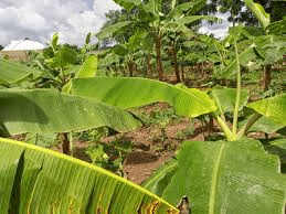 Complete Guide to Plantain Inter-cropping