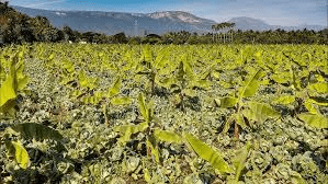 Complete Guide to Plantain Inter-cropping