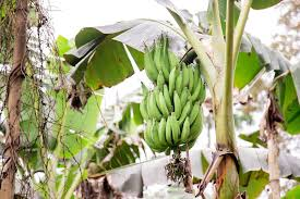 Weed Management on Plantain Cultivation