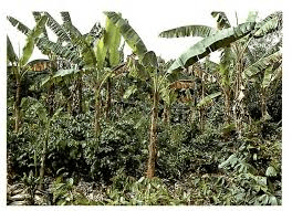 Weed Management on Plantain Cultivation