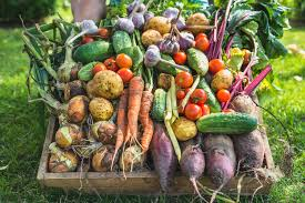 Organic Gardening Vegetables Guide Organic gardening vegetables