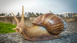 Common Giant African Snail Species with their Unique Features and Characteristics