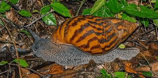 Common Giant African Snail Species with their Unique Features and Characteristics