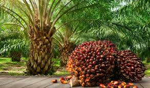 How to Process, Package, and Export Palm Oil How to Process, Package, and Export Palm Oil