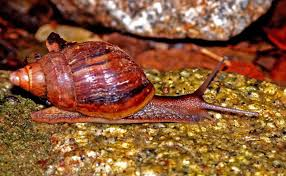 Common Giant African Snail Species with their Unique Features and Characteristics