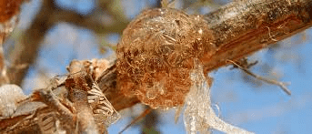 How to Process, Package, and Export Gum Arabic How to Process, Package, and Export Gum Arabic