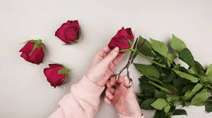 How to Process, Package, and Export Rose Flowers How to Process, Package, and Export Rose Flowers