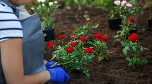 How to Process, Package, and Export Rose Flowers How to Process, Package, and Export Rose Flowers