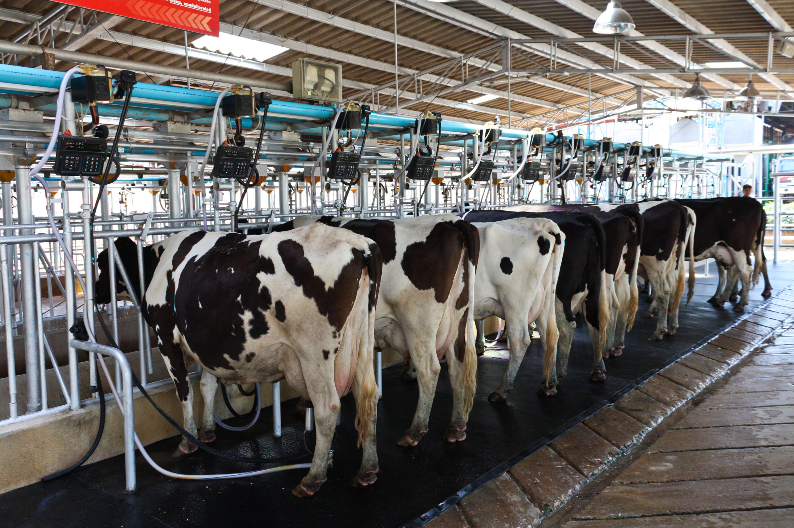 Advantages and Disadvantages of Different Methods of Milking