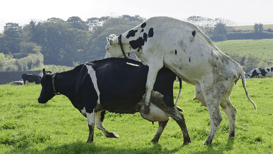 Techniques of Heat Detection in Cows