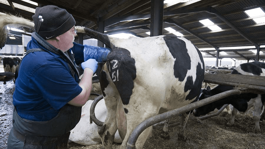 Artificial Insemination Procedure in Animal Reproduction