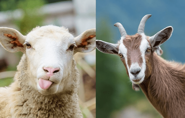 How to Catch and Hold Sheep and Goats Easily