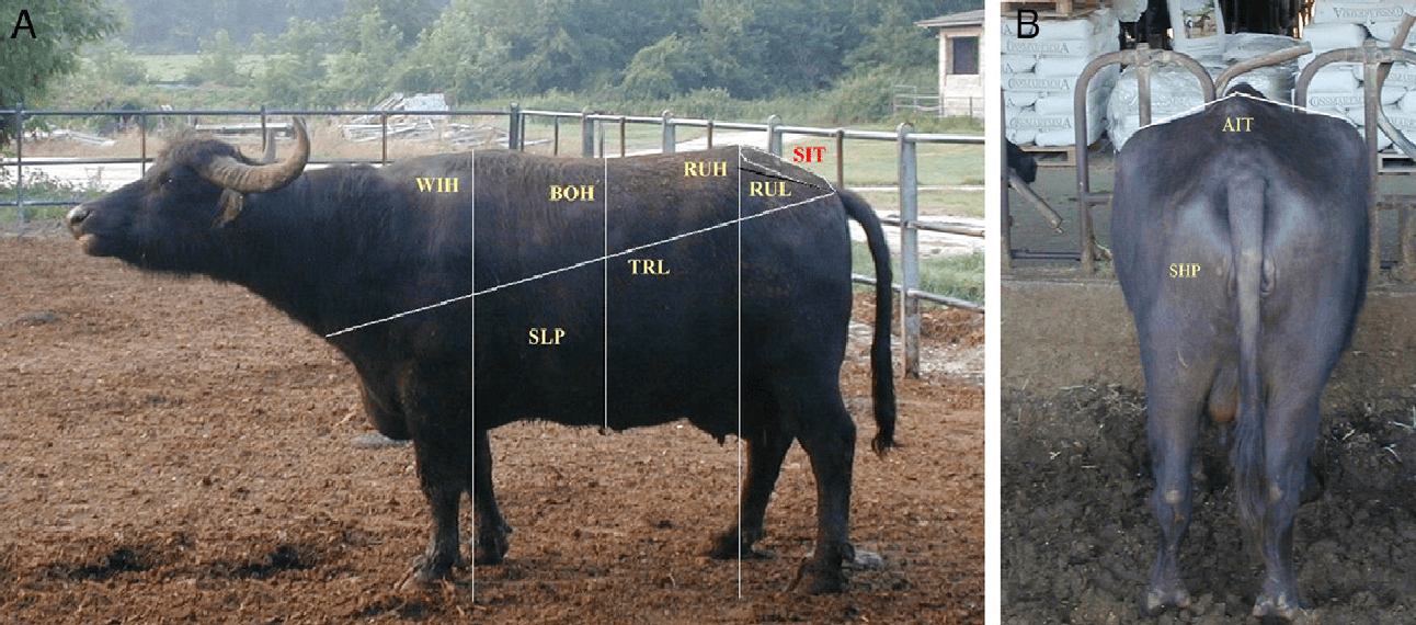 Determination of Body Weight for Small Ruminants