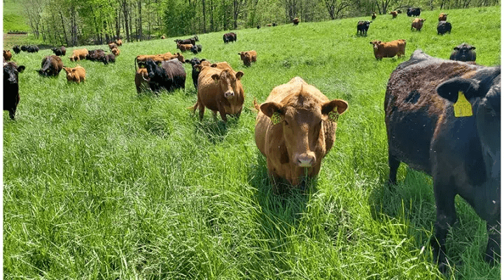 Pasture Production and Management