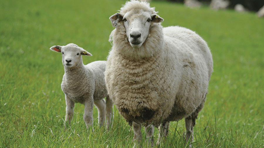 Sheep Production and Management Guide