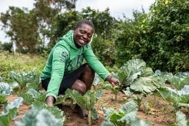 The role of research institutions and universities in agricultural development