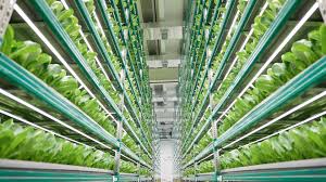 Vertical Farming Guide: Growing Crops In Vertically Stacked Layers Indoors