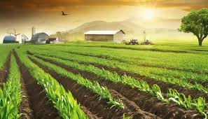 Global Agricultural Trends And Challenges