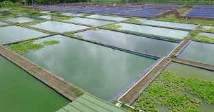 Aquaculture Farming Guide: The Farming Of Aquatic Organisms In Controlled Environments