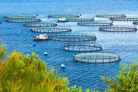 Aquaculture Farming Guide: the farming of aquatic organisms in controlled environments