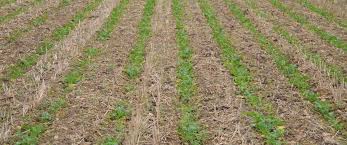 Land Preparation Guide: Tilling, managing soil fertility, weed control