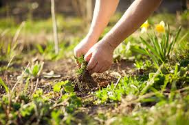 Land Preparation Guide: Tilling, managing soil fertility, weed control