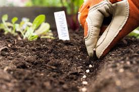 Seed Selection seeds based on climate and soil, sowing techniques