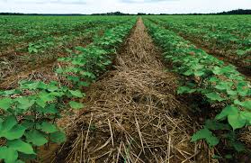 Conservation Agriculture: Minimizing Soil Disturbance And Using Cover Crops To Improve Soil Health