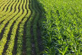 Soil Health: Practices Like Crop Rotation, Cover Cropping, And Composting To Maintain Soil Fertility.