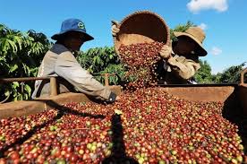 Agricultural Products Processing Techniques