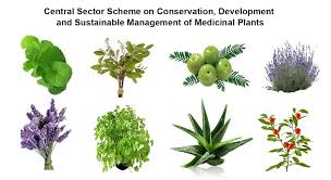 Commune de Plantes Médicinales et Leurs Propriétés: Un Guide de la Natures voies de Recours