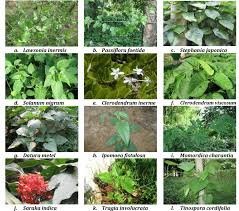 Commune de Plantes Médicinales et Leurs Propriétés: Un Guide de la Natures voies de Recours