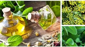 Remèdes à base de plantes: la découverte de l'Utilisation des Plantes à des Fins Médicinales