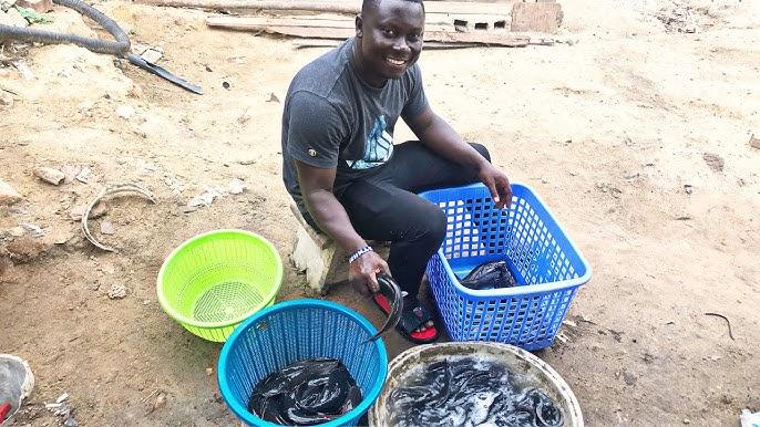 Sorted Fish Importance and Methods of Sorting Catfishes - Agric4Profits