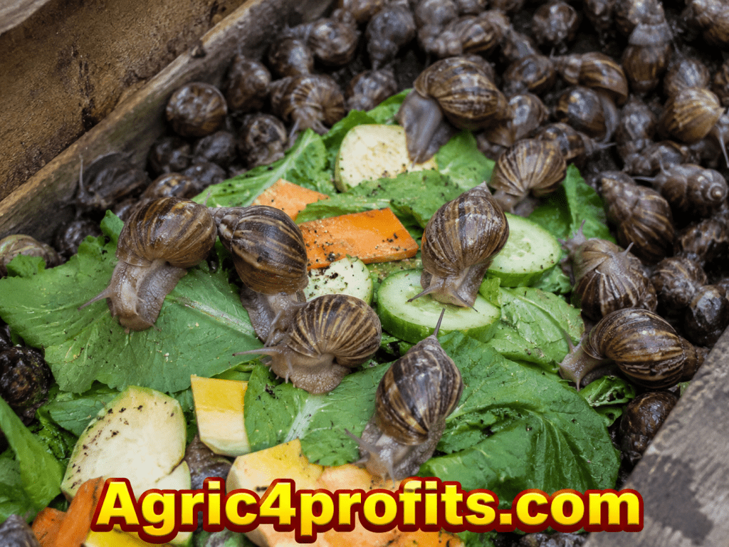 Snail Farming Techniques: Breeding, Housing, and Feeding - Agric4Profits
