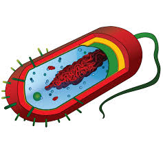 Understanding Bacteria: Their Role in Nature and Human Health Bacterial
